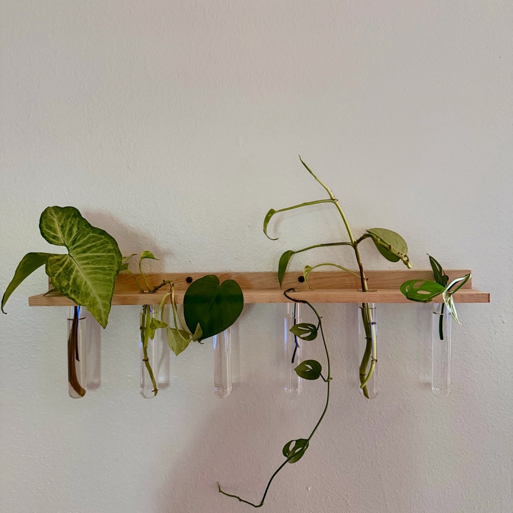 Minimalist Hanging Plant Propagation
Station